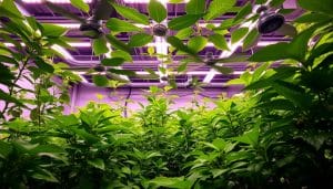 Wie lange Ventilator laufen lassen Grow?